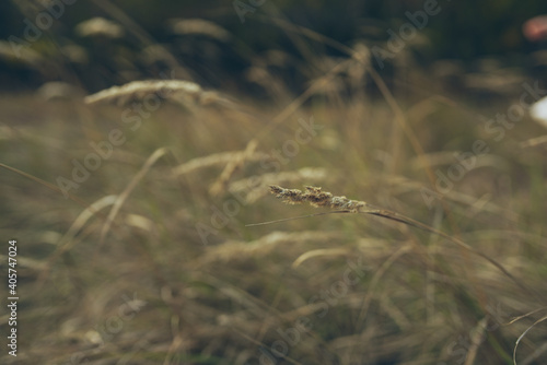 woman in a sundress on a field with wheat countryside lifestyle