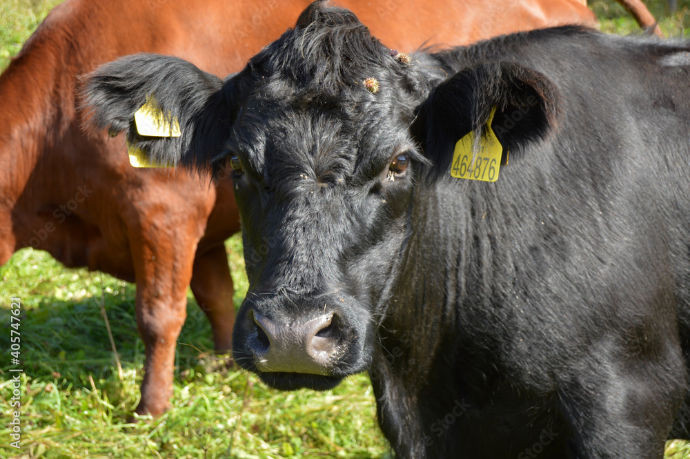 grazing cowson a meadow