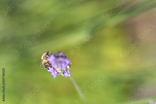 Lavendel-Symphonie © MorePictures