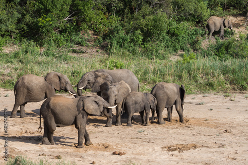 African elephant (Loxodonta africana) herd in a dry river bed digging for water in Kruger National Park, South Africa