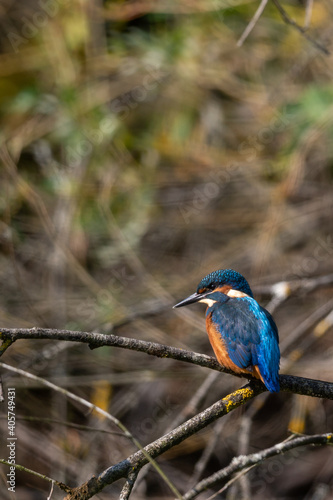 Juvenile Kingfisher (Alcedo atthis) in the nature protection area Moenchbruch near Frankfurt, Germany.