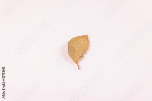 one yellow bay leaf in the middle of a white surface
