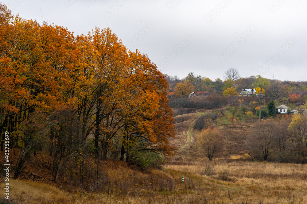 Fototapeta premium Autumn forest