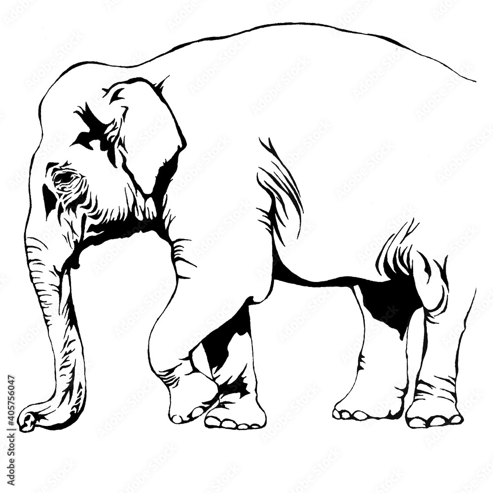 ぞう アジアゾウ 絶滅危惧種 の線画イラスト Stock Illustration Adobe Stock