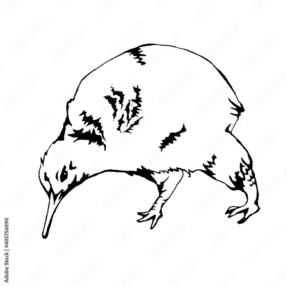 羽の無い鳥 キウイ 絶滅危惧種 の線画イラスト Stock Illustration Adobe Stock