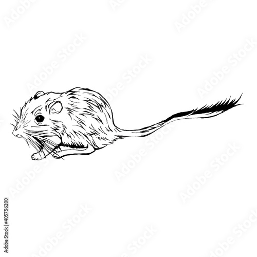 ネズミ（スナネズミ　絶滅危惧種）の線画イラスト