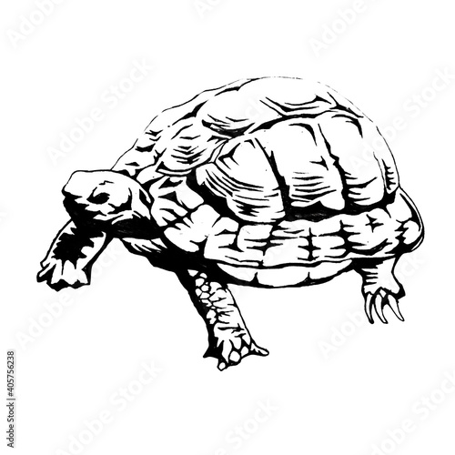 カメ ヘサキリクガメ 絶滅危惧種 の線画イラスト Stock Illustration Adobe Stock