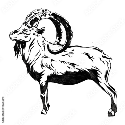 ヤギ（ワリア・アイベックス　絶滅危惧種）の線画イラスト
