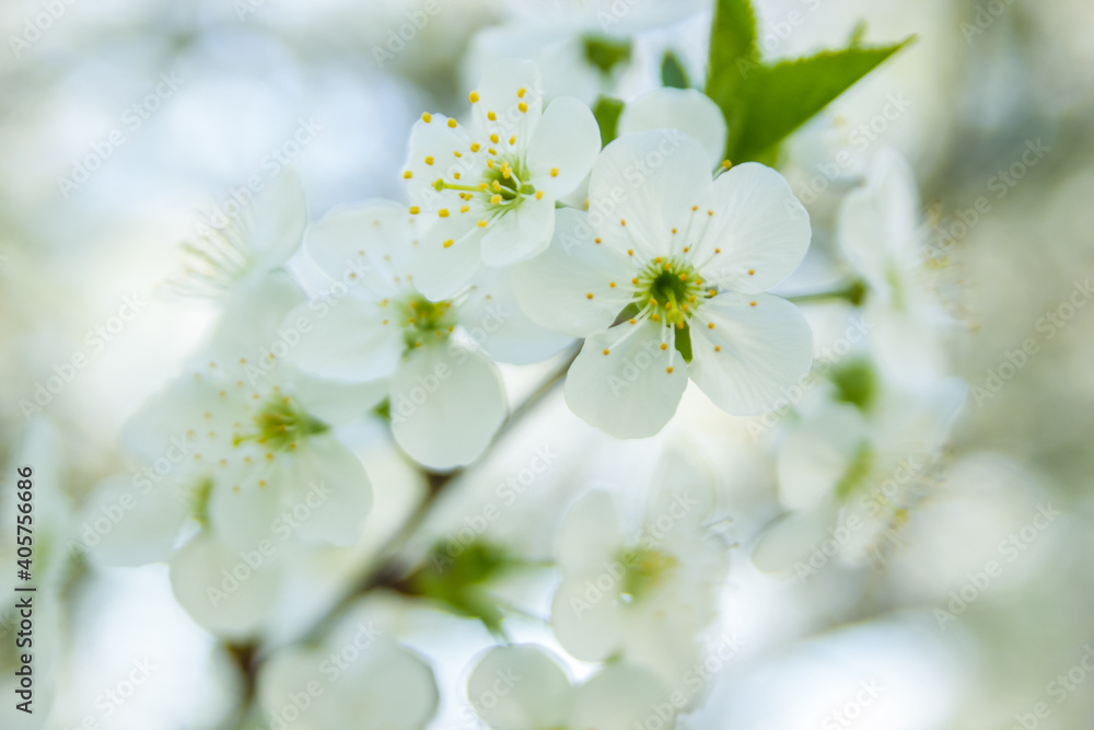 Springtime begining in the garden. The branches of a blossoming tree in spring day in the wind. Cherry tree in white flowers. Beautiful blurring background. selective focus. Springtime begining in the garden. The branches of a blossoming tree in spring day in the wind. Cherry tree in white flowers. Beautiful blurring background. selective focus.