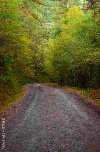 Road in autumn forest