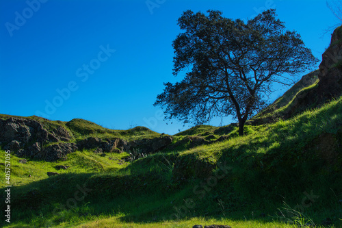 Tree On The Hill. Tree Standing In The Middle Of A Rapeseed Field In Early Summer.