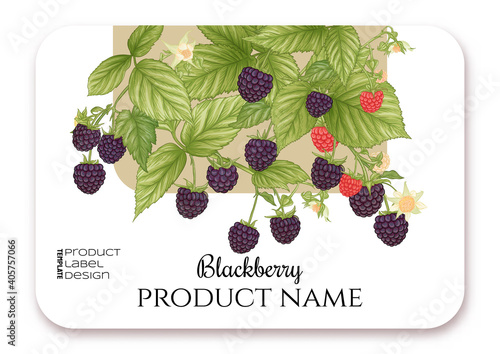 Blackberry. Ripe berries on branch. Template for product label, cosmetic packaging. Easy to edit. Graphic drawing, engraving style. Vector illustration..