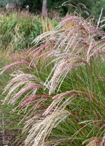 A perennial wetland grass in the family Poaceae.
