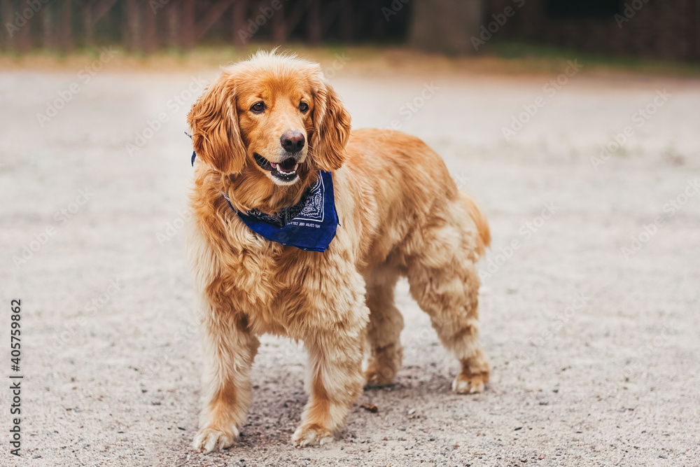 Portrait of a beautiful golden retriever dog Portrait of a beautiful golden retriever dog