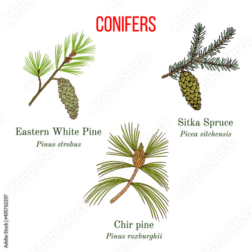 Set of different conifiers branches with cones