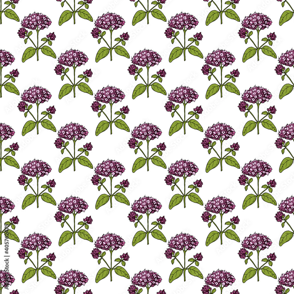 Seamless pattern with oregano flowers and leaves