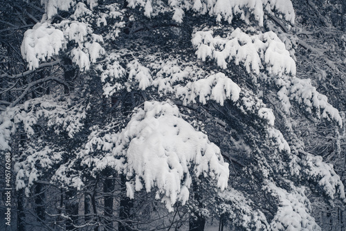 White fluffy snow on spruce branches. Winter forest landscape.