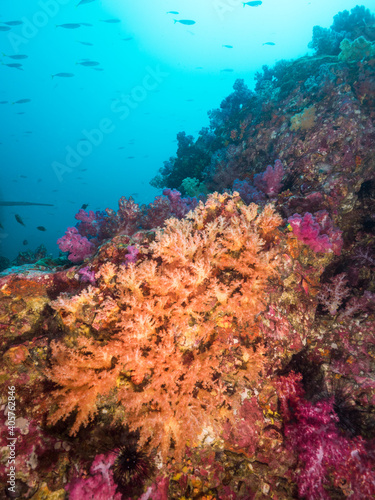Fototapeta Naklejka Na Ścianę i Meble -  Carnation tree corals growing on a rock (Mergui archipelago, Myanmar)