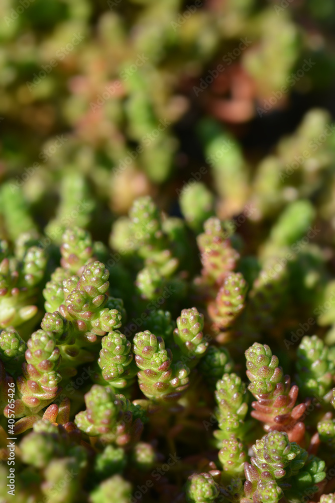 Goldmoss stonecrop Goldmoss stonecrop
