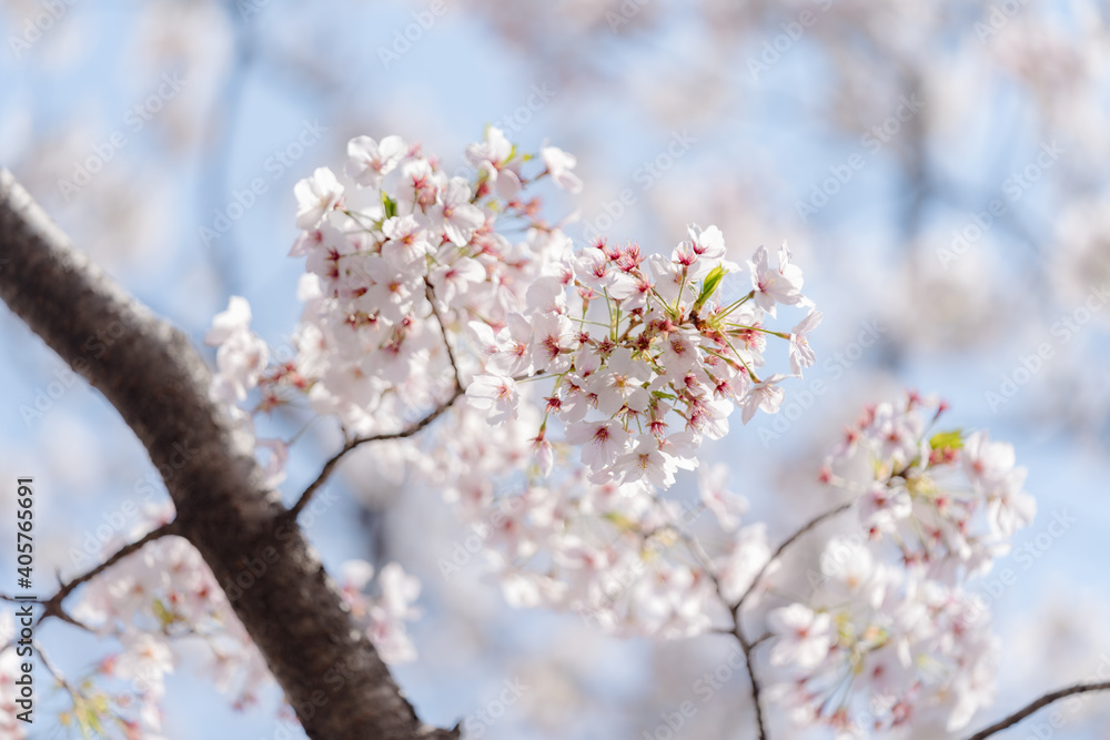 桜