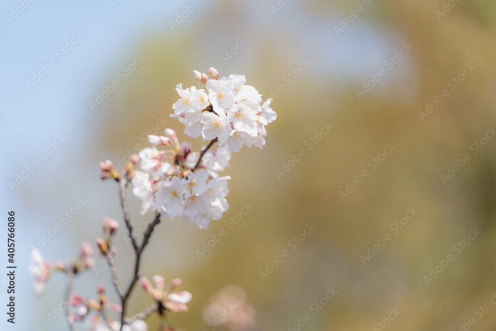 桜 桜