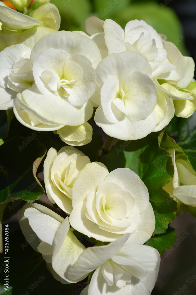 Winter-flowering begonia Winter-flowering begonia