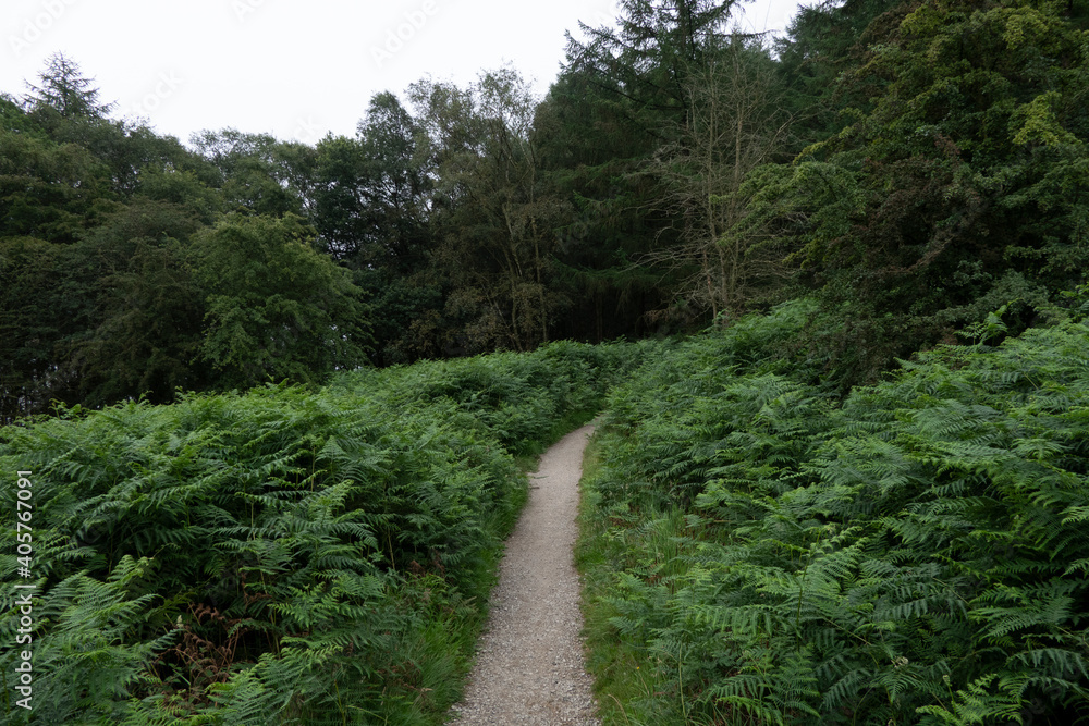 Path through ferns in woodland in the Peak District Path through ferns in woodland in the Peak District