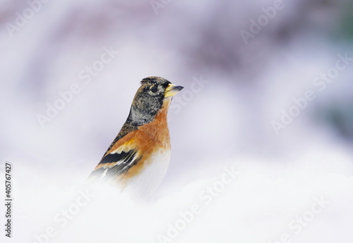 Brambling (Fringilla montifringilla) in natural habitat in Czech republic. Songbird sitting on the snow. Winter scene with a brambling. 