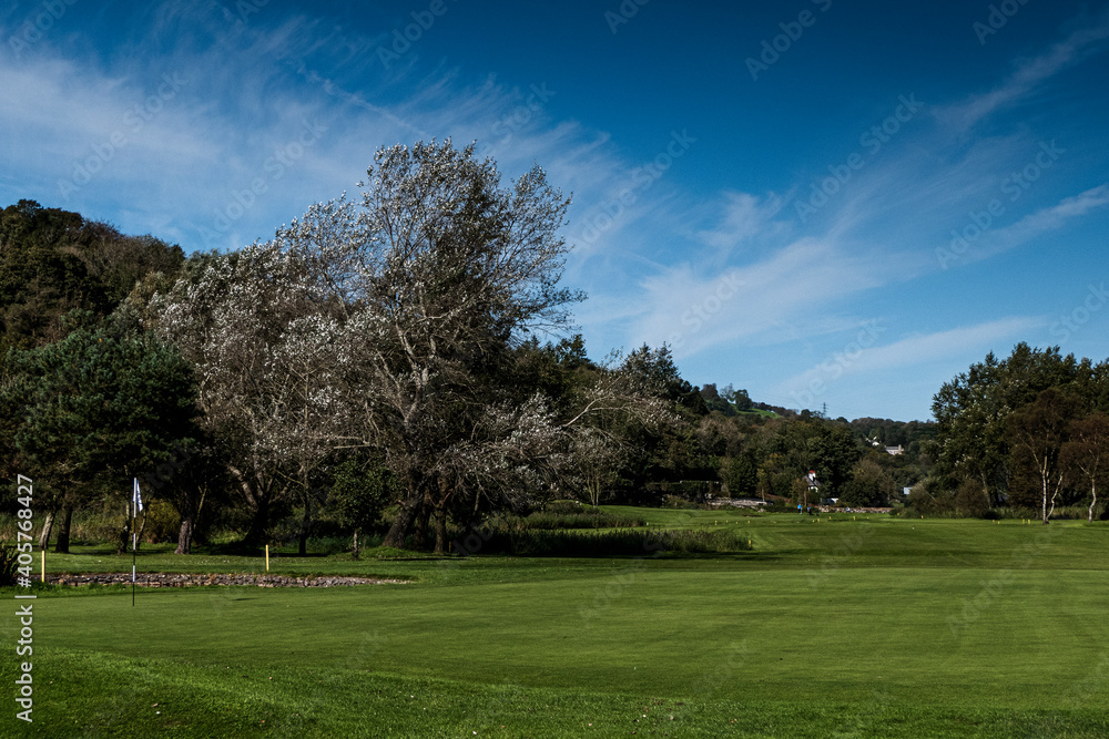 Large sliver tree on golf course with green and flag