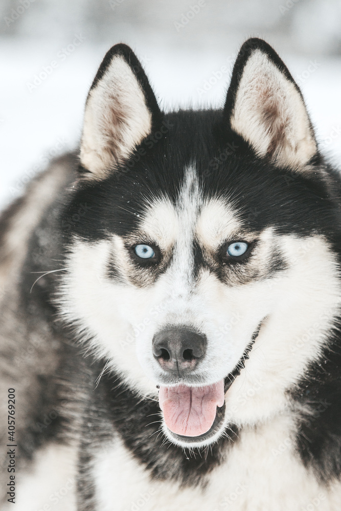 Portrait of a Siberian husky, friendship forever Portrait of a Siberian husky, friendship forever