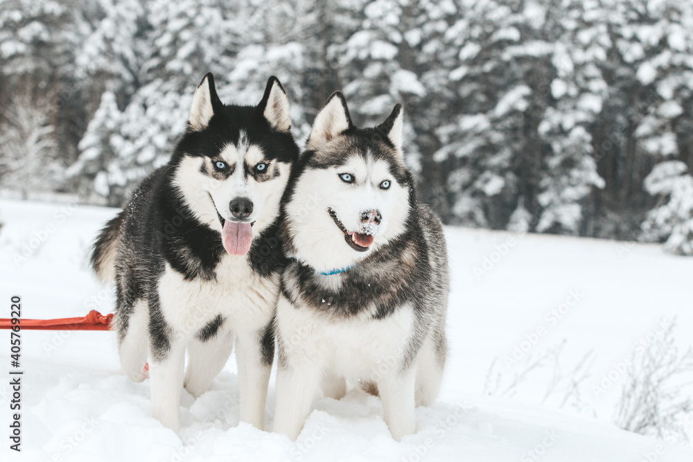 Portrait of a Siberian husky, friendship forever Portrait of a Siberian husky, friendship forever