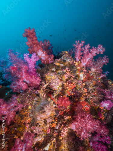 Pink Carnation tree coral bommie  Mergui archipelago  Myanmar 
