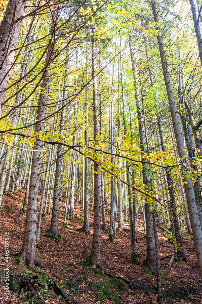 A forest with tall, straight trees. Trees with yellow leaves. A forest with tall, straight trees. Trees with yellow leaves.