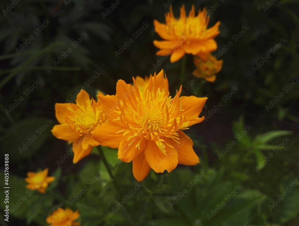 orange flower in the garden orange flower in the garden