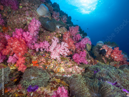 Pink soft coral and Sea anemone on a wall (Mergui archipelago, Myanmar)
