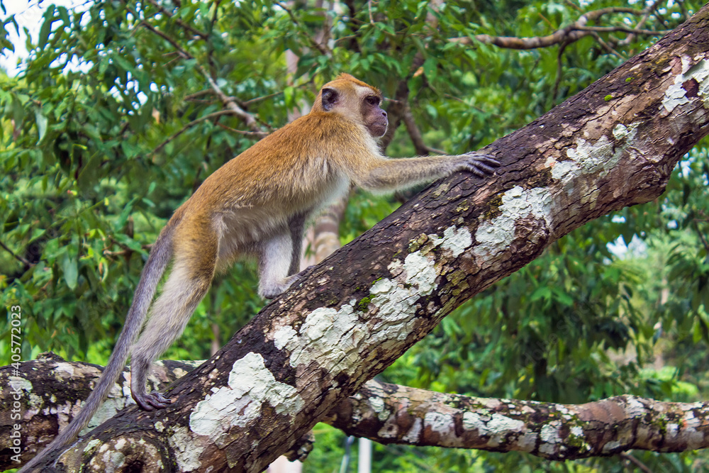 Naklejka premium Monkeys on the tree in Penang Botanical Garden, Malaysia