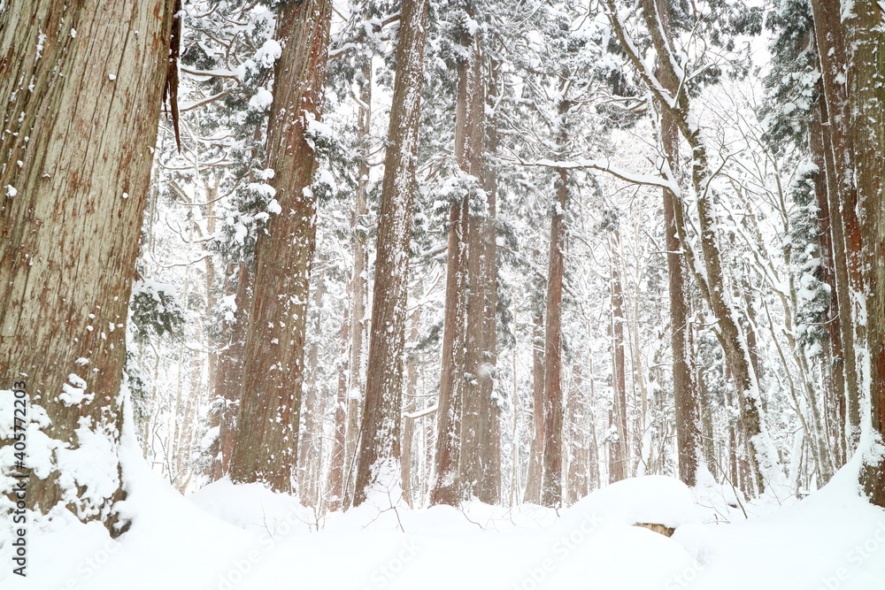 Fototapeta premium 雪景色