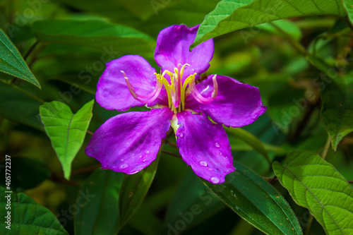 Beautiful colorful flowers in Penang Botanical Garden, Penang island, Malaysia