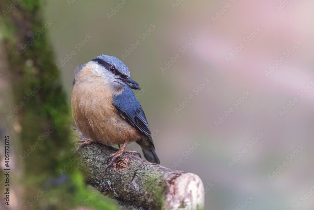 Eurasian nuthatch, Wood nuthatch, Sitta europaea Eurasian nuthatch, Wood nuthatch, Sitta europaea