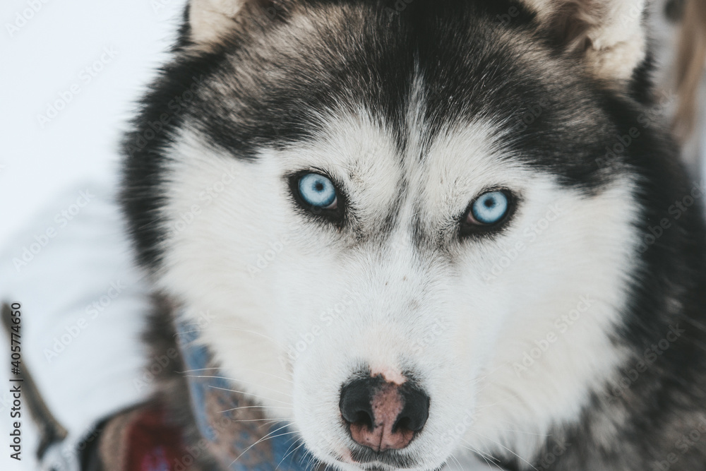 Portrait of a Siberian husky, friendship forever