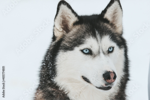 Portrait of a Siberian husky, friendship forever