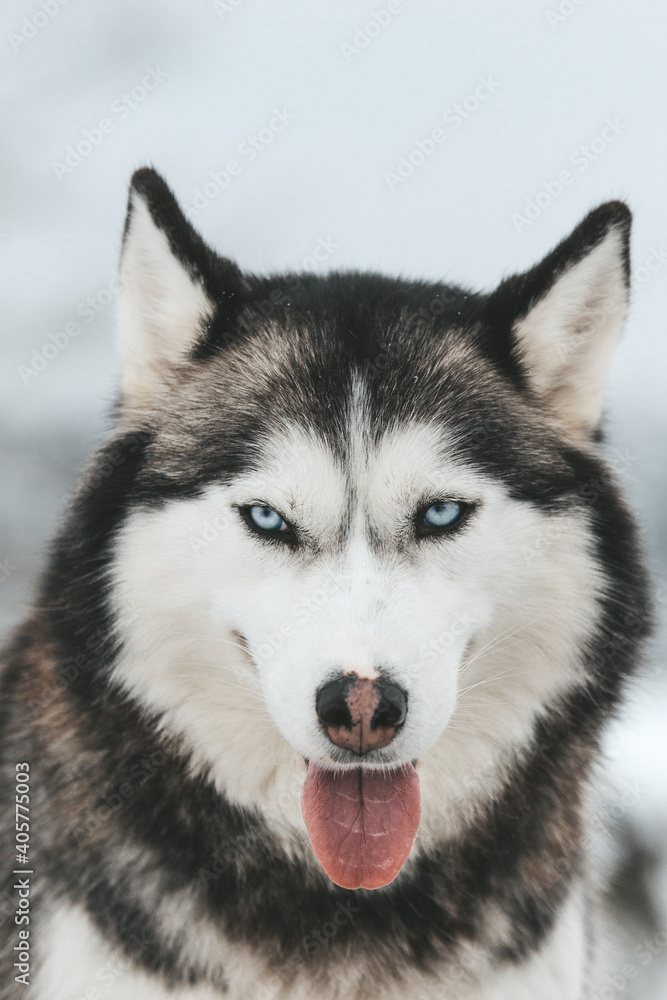 Portrait of a Siberian husky, friendship forever