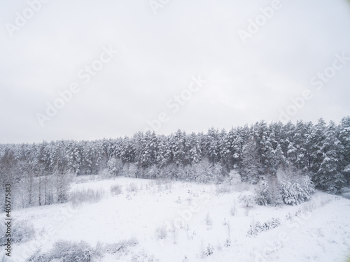 Winter coniferous snowy forest. Nature photography. Landscape side view.