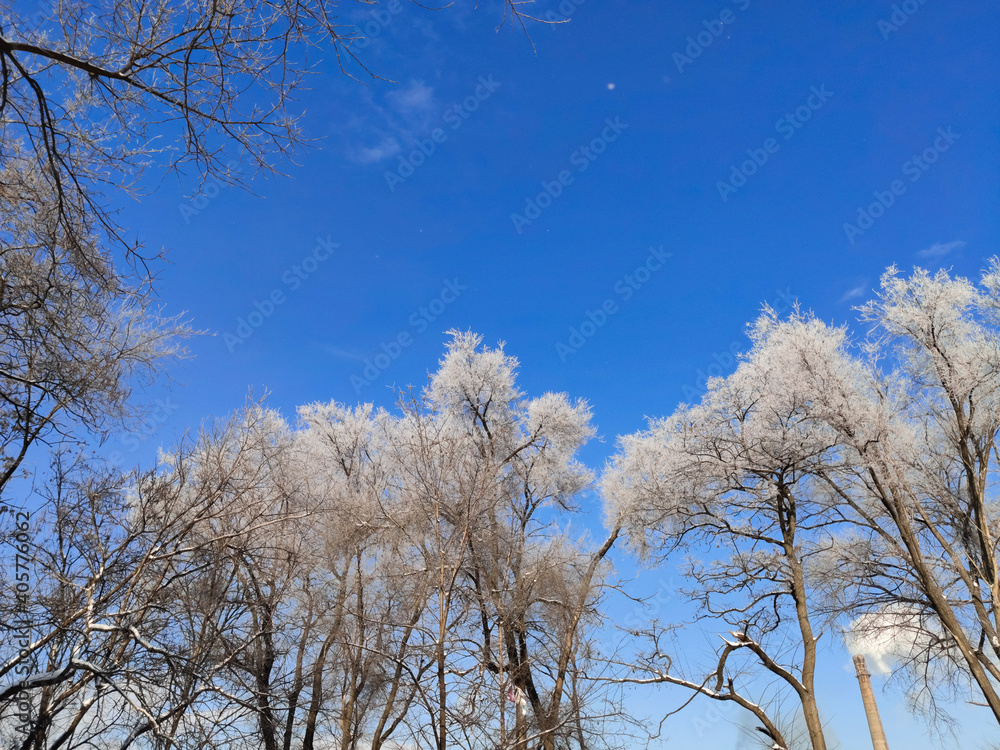 Snow-covered trees I on the background of the blue sky Snow-covered trees I on the background of the blue sky