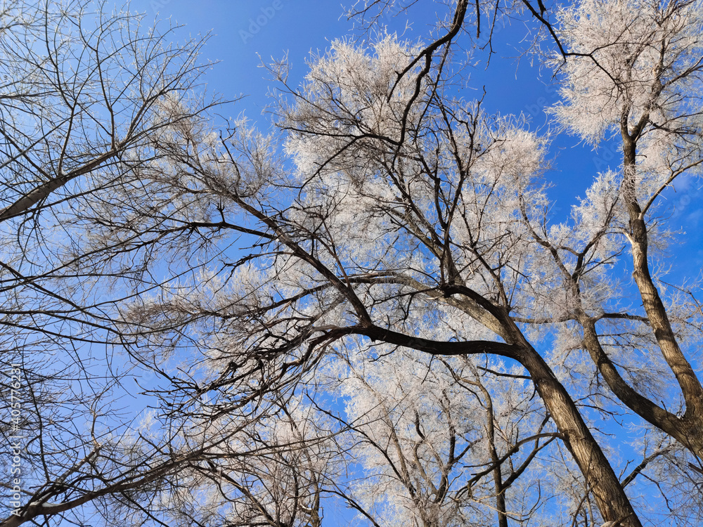 the sun shines on the snow-covered trees against the blue sky. the sun shines on the snow-covered trees against the blue sky.