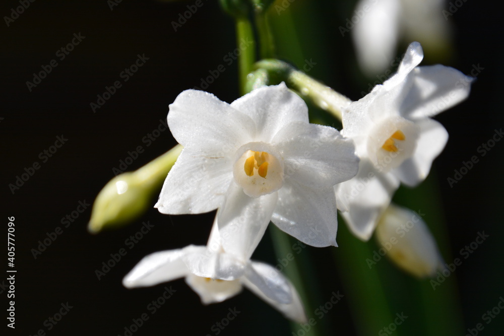 スイセンの花 スイセンの花
