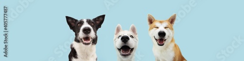 Banner three smiling dogs with happy expression. and closed eyes. Isolated on blue colored background.