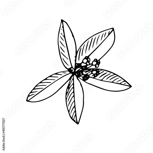A sprig of sandalwood with flowers, vector illustration, sketch