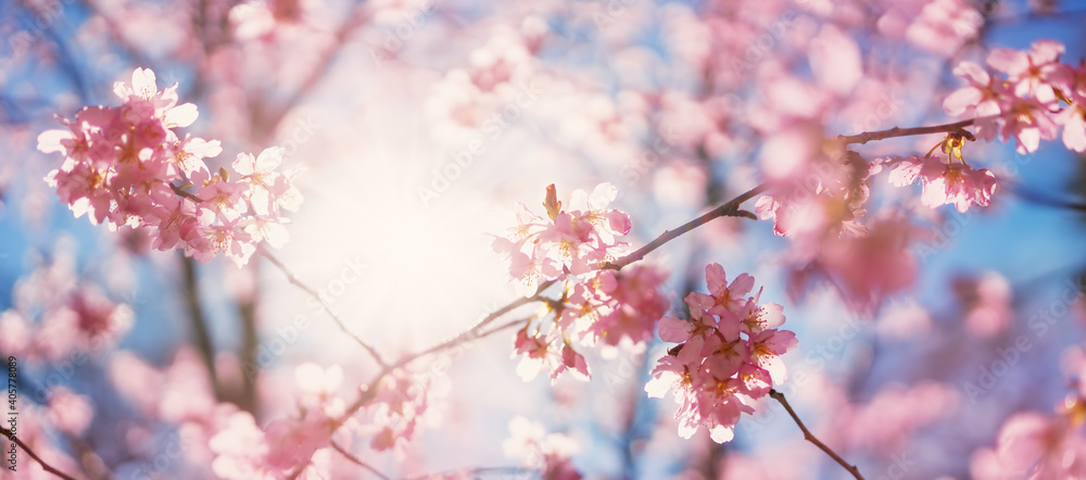 Blurred sakura tree twigs on blue background. Blurred sakura tree twigs on blue background.