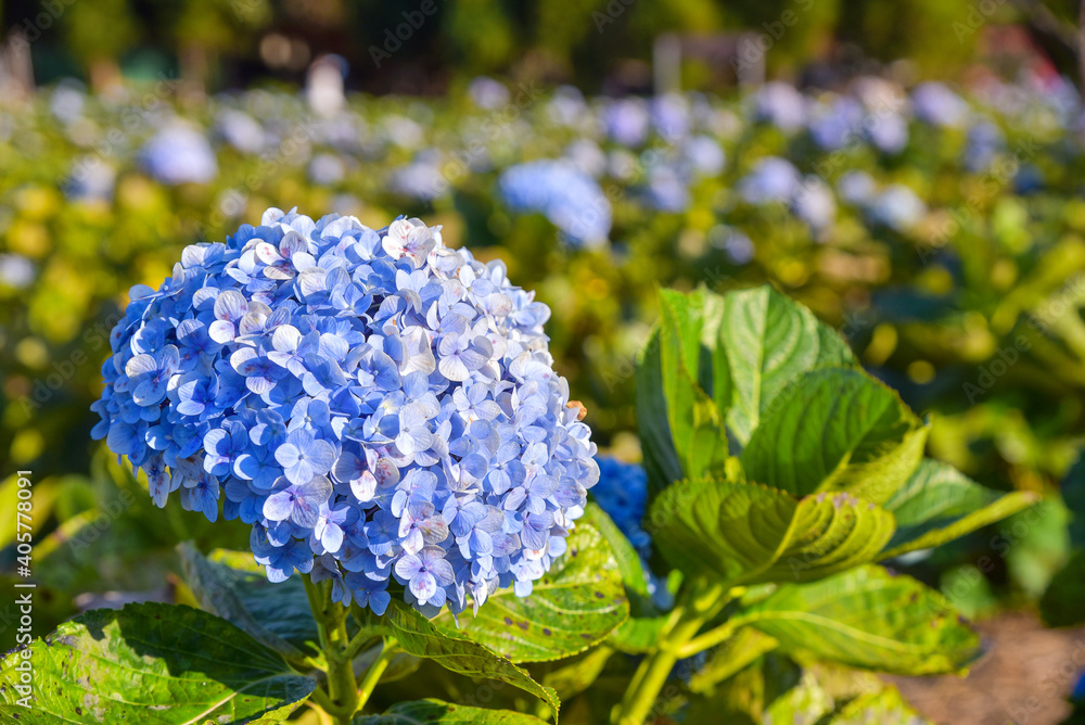 Blooming blue hydrangeas flowers in the garden. Blooming blue hydrangeas flowers in the garden.